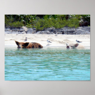 Swimming Pigs in Beach Poster