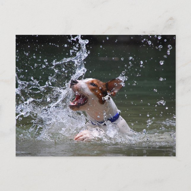 Swimming Puppy Splashing Postcard (Front)