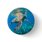 Swimming Sea Turtle