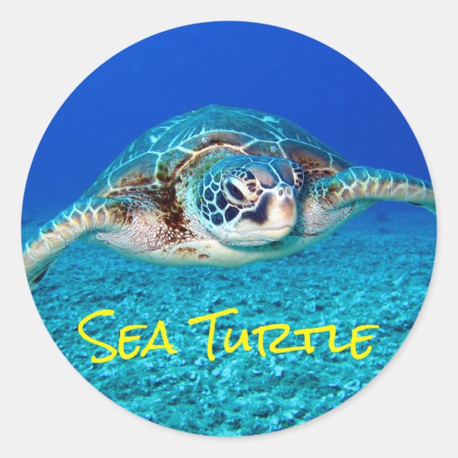 Swimming Sea Turtle Classic Round Sticker (Front)