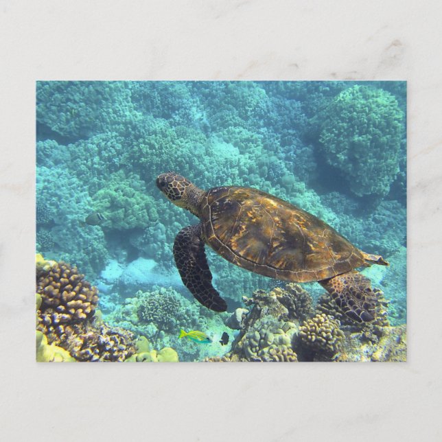 Swimming Sea Turtle in Blue Ocean Postcard (Front)