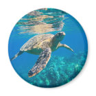 Swimming Sea Turtle