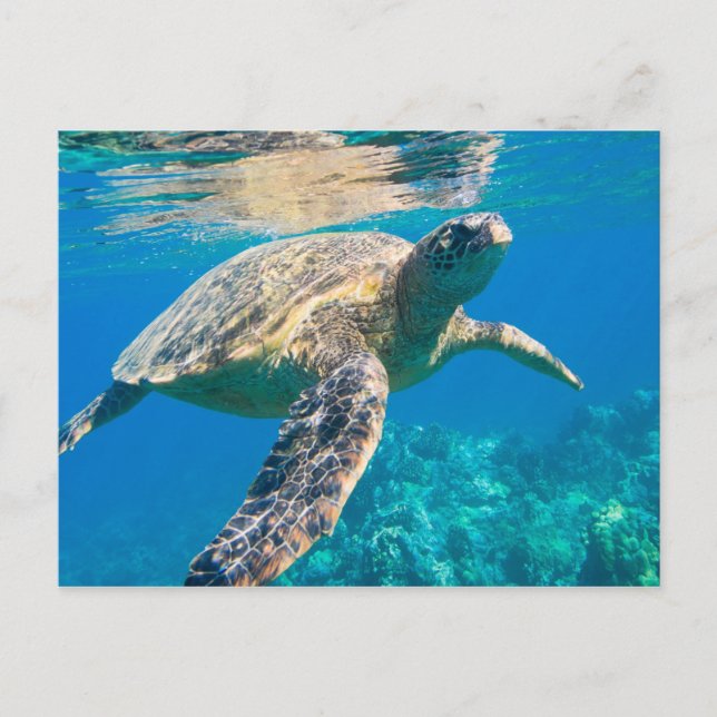 Swimming Sea Turtle Postcard (Front)
