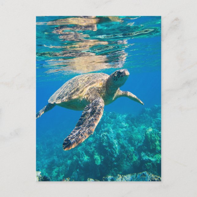 Swimming Sea Turtle Postcard (Front)