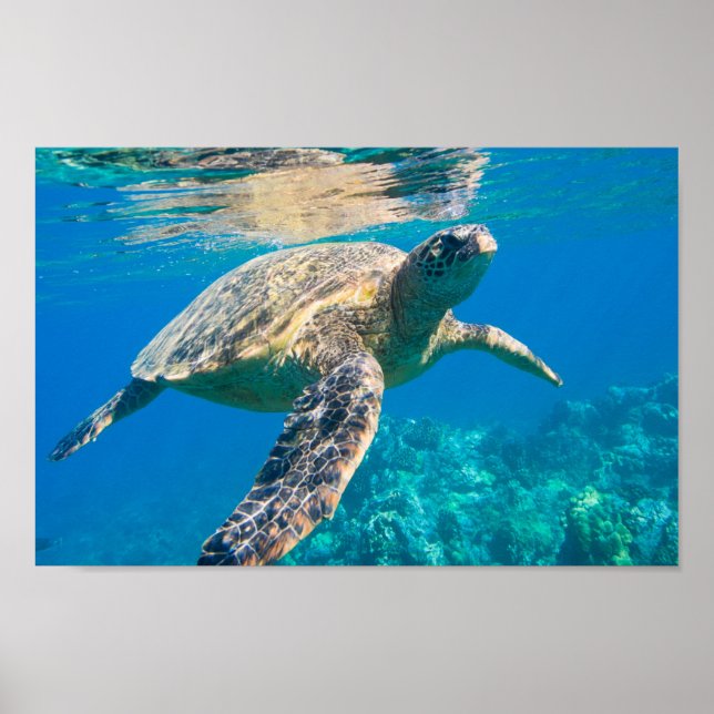Swimming Sea Turtle Poster (Front)