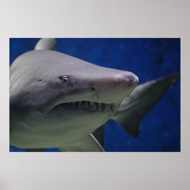 Swimming Shark Nature Wall Poster (Front)