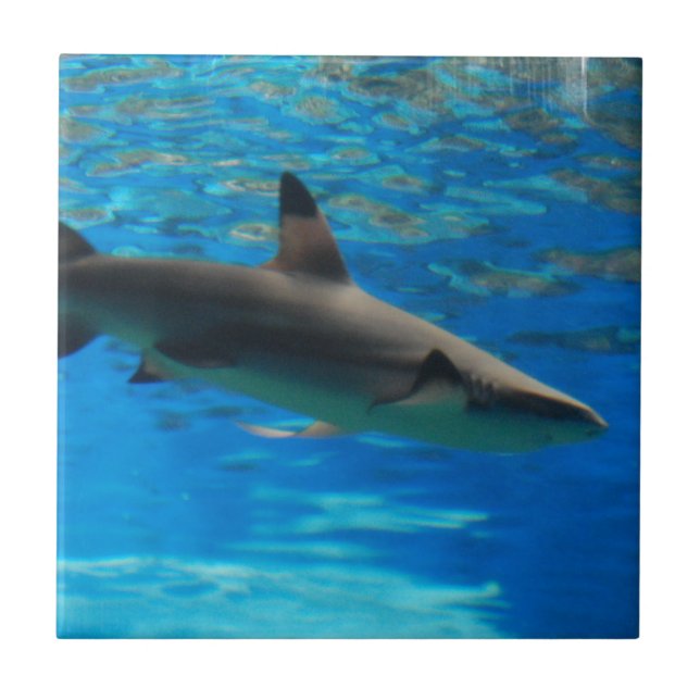 Swimming Shark Tile (Front)