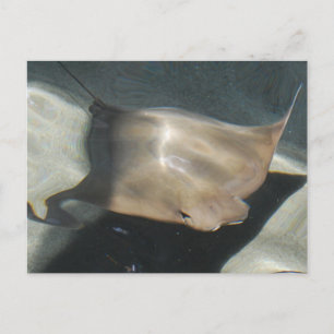 Swimming Stingray Postcards