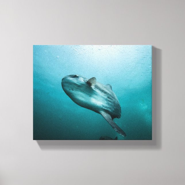Swimming Sunfish Canvas Print (Front)
