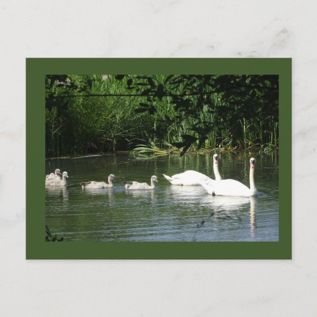 Swimming Swan Family DIY Postcard (Front)