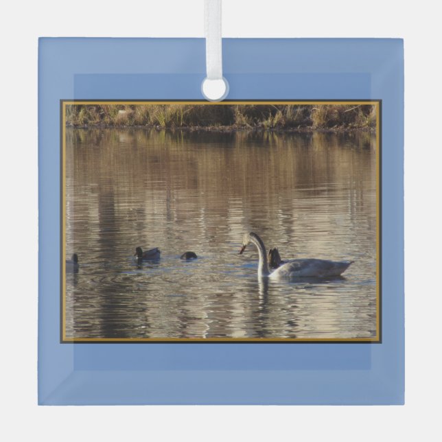 Swimming Swan n Ducks Square Glass Ornament (Front)