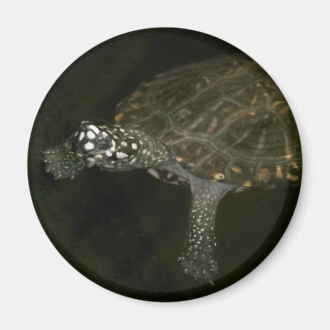 Swimming Turtle Magnet (Front)