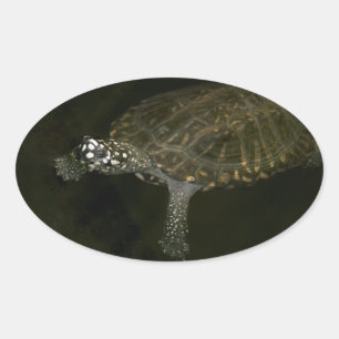 Swimming Turtle Oval Sticker