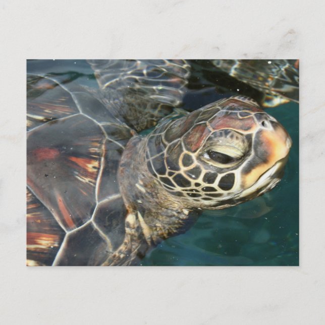 Swimming Turtle  Postcard (Front)