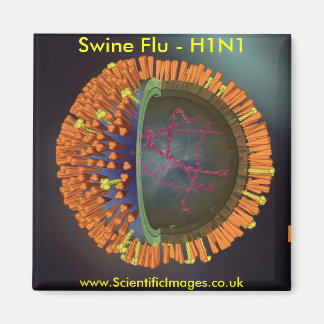 Swine Flu Magnet