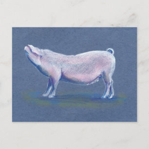 Swine pig hog hand drawn art postcard
