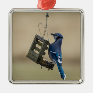 Swinging Blue Jay Metal Ornament