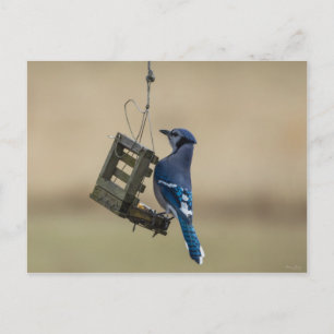 Swinging Blue Jay Postcard