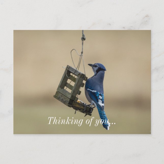 Swinging Blue Jay Thinking Of You Postcard (Front)