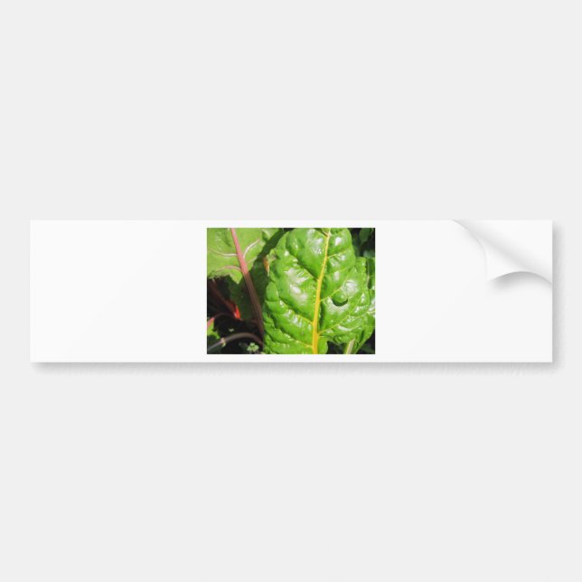 Swiss Chards Bumper Sticker (Front)