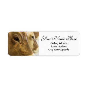 Swiss Dairy Cows Return Address