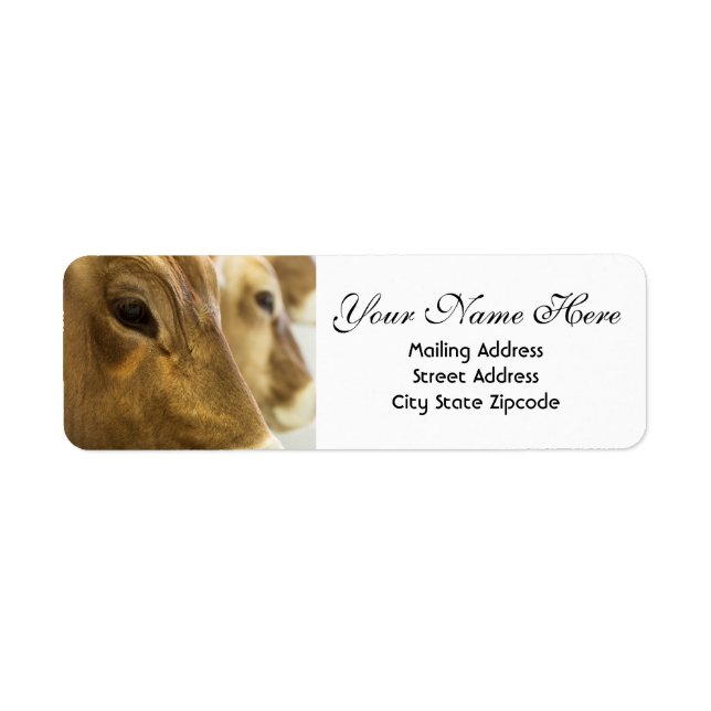 Swiss Dairy Cows Return Address (Front)