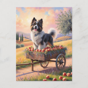 Swiss moundtain dog standing in apple cart postcard