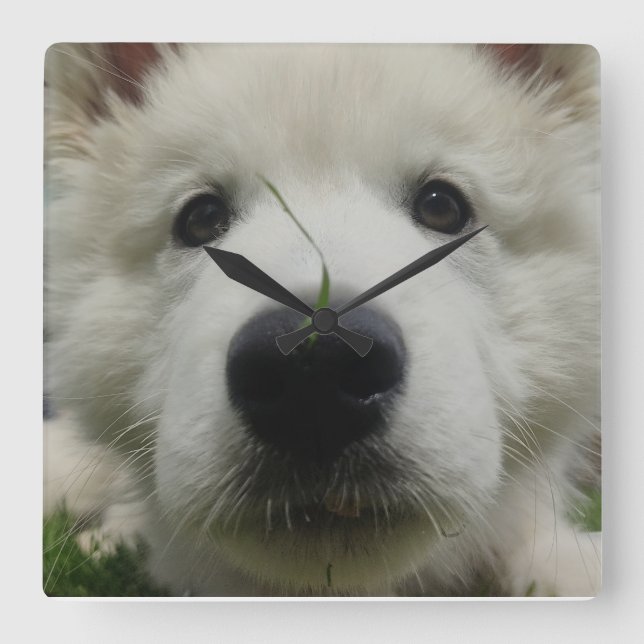 Swiss Shepherd Dog Wall Clock – Full Face Dog (Front)
