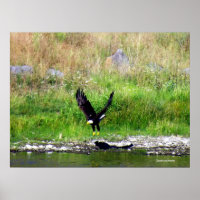 Swooping Eagle