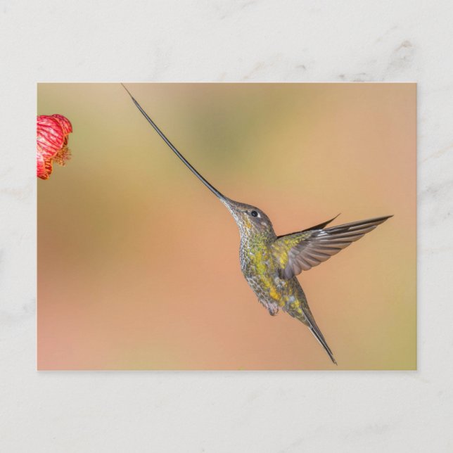 Sword-Billed Hummingbird in Flight Postcard (Front)