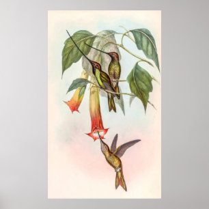 Sword-billed hummingbird poster