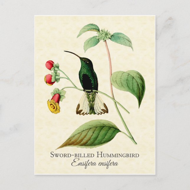 Sword Billed Hummingbird Vintage Art Postcard (Front)