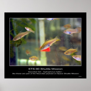 Swordtail fish like these are part... - Customized Poster