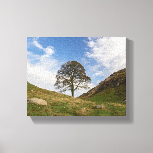 Sycamore Gap in Autumn Canvas Print (Front)