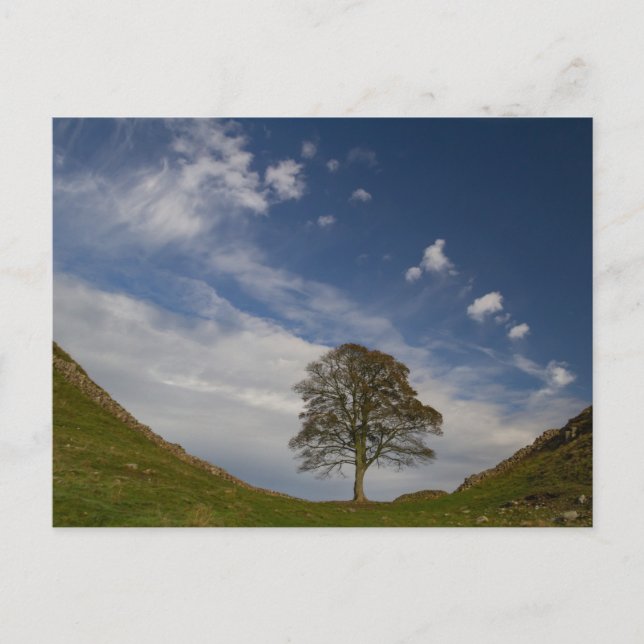 Sycamore Gap in Autumn Postcard (Front)