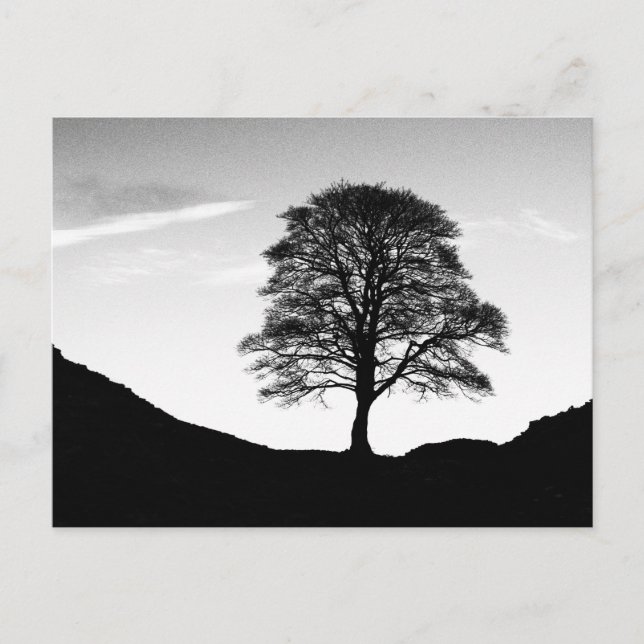 Sycamore Gap Postcard (Front)