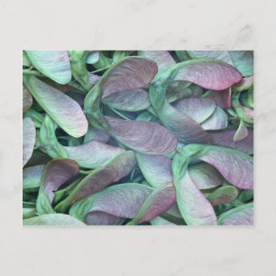 Sycamore seeds postcard