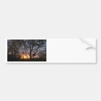 Sycamore Sunrise Bumper Sticker