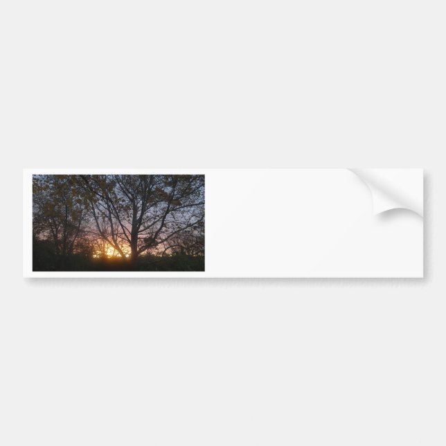 Sycamore Sunrise Bumper Sticker (Front)