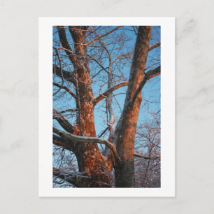 Sycamore Sunrise Postcard