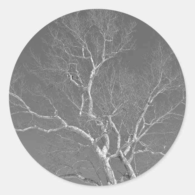 Sycamore Tree Against Winter Sky Items Classic Round Sticker (Front)