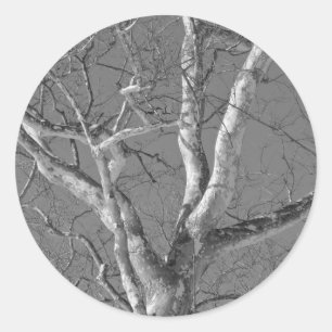 Sycamore Tree Against Winter Sky Items Classic Round Sticker