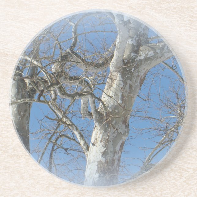 Sycamore Tree Against Winter Sky Items Coaster (Front)