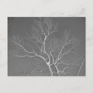 Sycamore Tree Against Winter Sky Items Postcard
