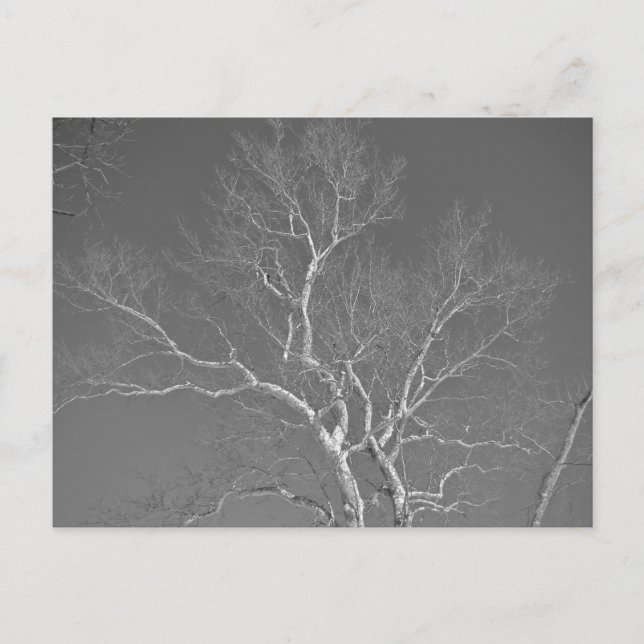 Sycamore Tree Against Winter Sky Items Postcard (Front)