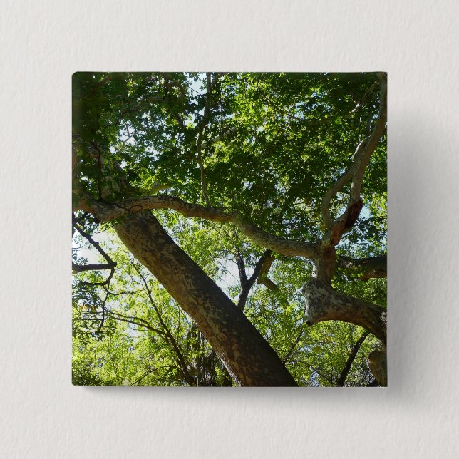 Sycamore Tree Green Nature 2 Inch Square Button (Front)