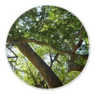 Sycamore Tree Green Nature Ceramic Knob