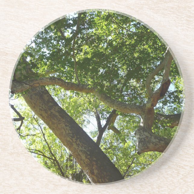 Sycamore Tree Green Nature Coaster (Front)