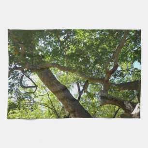 Sycamore Tree Green Nature Kitchen Towel