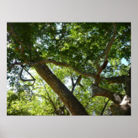 Sycamore Tree Green Nature